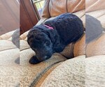 Puppy 9 Goldendoodle-Poodle (Standard) Mix