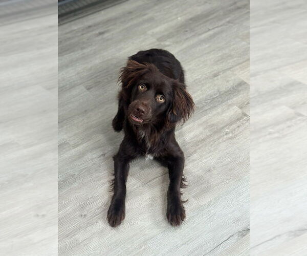 Medium Photo #3 Boykin Spaniel Puppy For Sale in Oak Bluffs, MA, USA