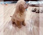 Small #10 Golden Retriever