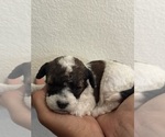 Small #5 Bernedoodle (Miniature)