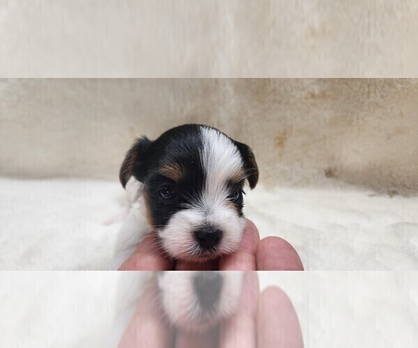 Medium Photo #6 Yorkshire Terrier Puppy For Sale in MANES, MO, USA