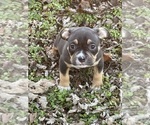 Small Photo #26 American Bully Puppy For Sale in BOLIVAR, MO, USA