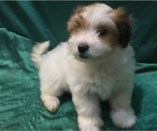 Medium Photo #12 Havanese Puppy For Sale in FENTON, MO, USA