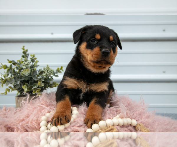 Medium Photo #15 Rottweiler Puppy For Sale in BRYANT, IN, USA