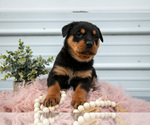 Small #1 Rottweiler