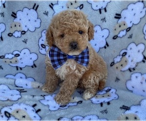 Poodle (Toy) Puppy for Sale in CAMPBELLSVILLE, Kentucky USA