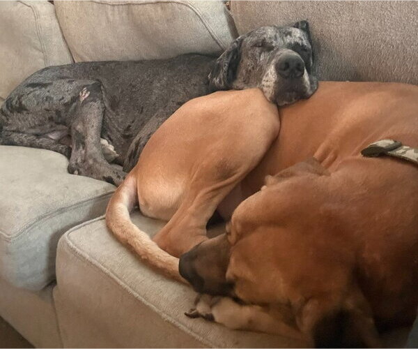 Medium Photo #2 Great Dane Puppy For Sale in Bullard, TX, USA