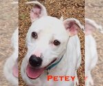 Small #6 American Pit Bull Terrier Mix
