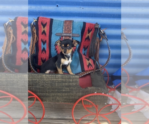 Medium Photo #1 Chihuahua Puppy For Sale in HUGO, OK, USA
