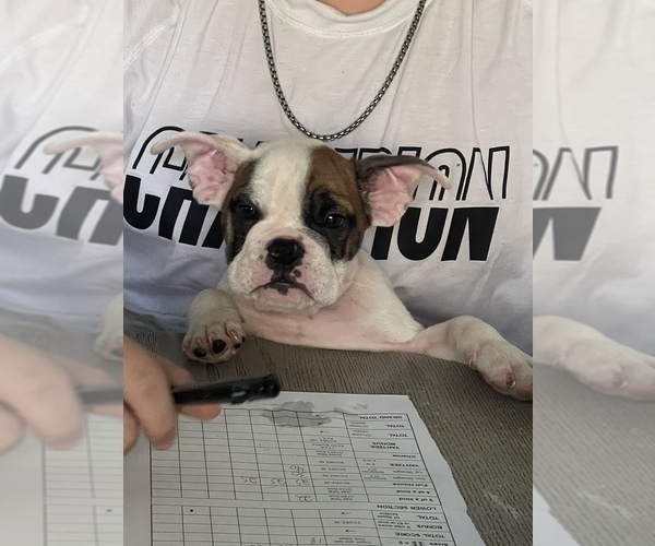Medium Photo #1 Bulldog Puppy For Sale in ROSEVILLE, MI, USA