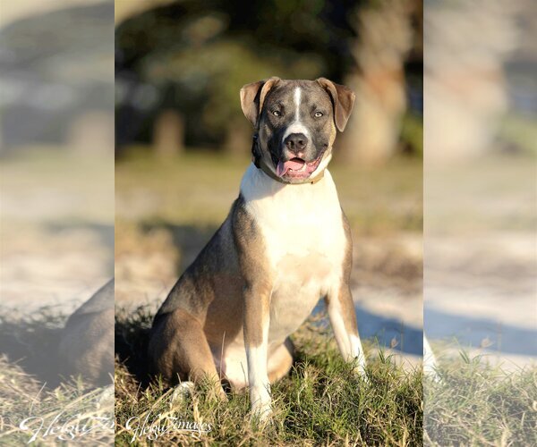 Medium Photo #3 American Bulldog-Labrador Retriever Mix Puppy For Sale in Tampa, FL, USA