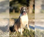 Small Photo #3 American Bulldog-Labrador Retriever Mix Puppy For Sale in Tampa, FL, USA