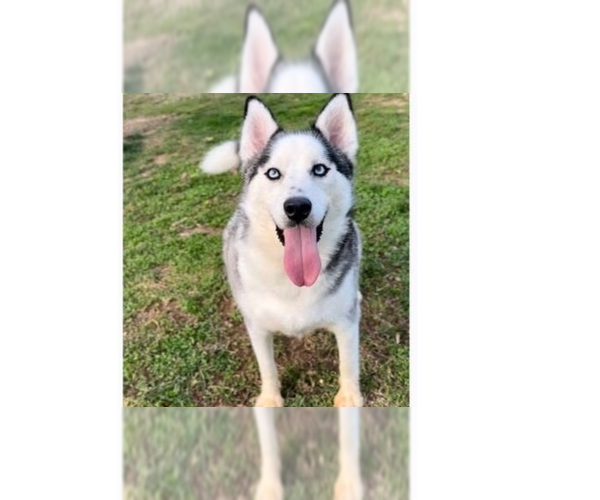 Medium Photo #1 Siberian Husky-Unknown Mix Puppy For Sale in Aurora, IN, USA