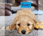 Puppy River Goldendoodle (Miniature)