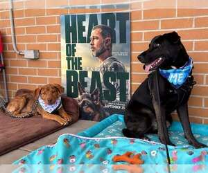 Ernie - Male Labrador Retriever-Unknown Mix Dog for Adoption - Photo #11