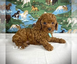 Poodle (Toy) Puppy for sale in WINNSBORO, LA, USA