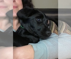 Labradoodle Dogs for adoption in COLCHESTER, CT, USA