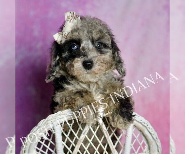 Medium Photo #104 Poodle (Miniature) Puppy For Sale in WARSAW, IN, USA