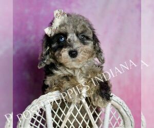 Medium Poodle (Miniature)