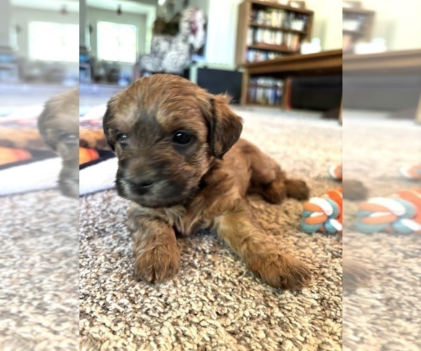 Medium Photo #23 Poocan Puppy For Sale in FAIR OAKS, CA, USA