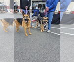 Small #3 German Shepherd Dog Mix