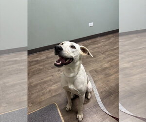 Labrador Retriever-Unknown Mix Dogs for adoption in Wheaton, IL, USA