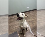 Blinky - Female Labrador Retriever-Unknown Mix Dog for Adoption - Small photo