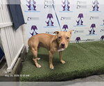 Small Mutt