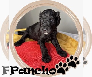 Medium Goldendoodle mix (+ Poodle Standard)