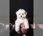 Small Photo #5 Maltese Puppy For Sale in WOODSTOCK, CT, USA