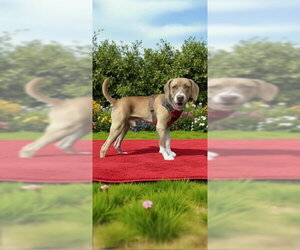 Angel & Buddy - Female Labrador Retriever Dog for Adoption - Photo #2