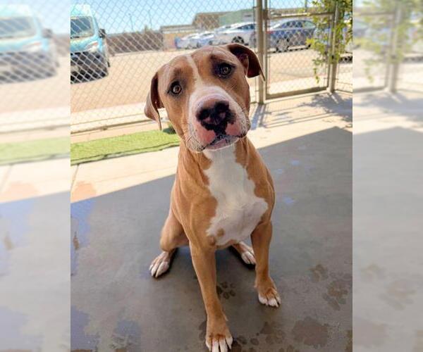 Medium Photo #3 Mutt Puppy For Sale in Chula Vista, CA, USA