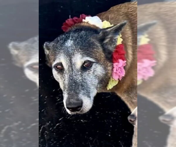 Medium Photo #4 Mutt Puppy For Sale in Stevens Point, WI, USA