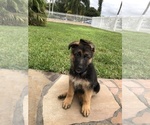 Small Photo #10 German Shepherd Dog Puppy For Sale in HIALEAH, FL, USA