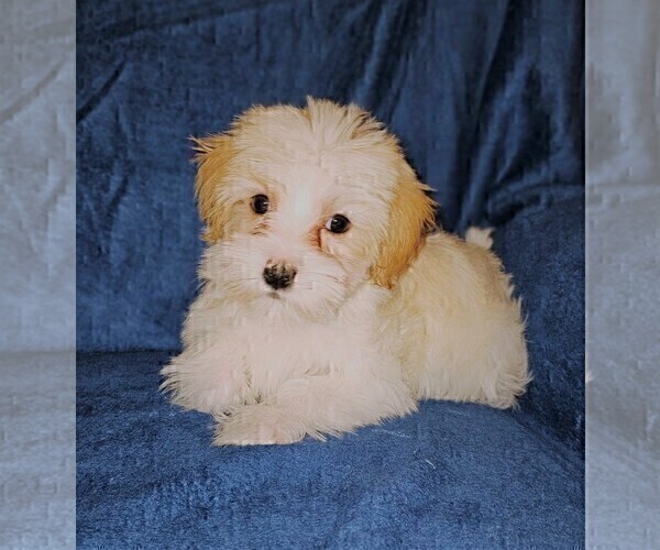 Medium Photo #5 Morkie Puppy For Sale in HOLLAND, MI, USA