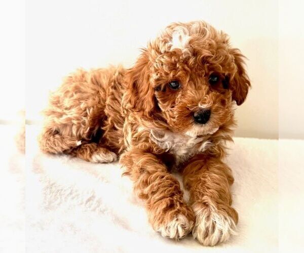 Medium Photo #3 Cavapoo (Miniature) Puppy For Sale in NEWPORT, PA, USA