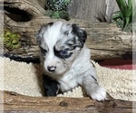 Small Photo #4 Miniature Australian Shepherd Puppy For Sale in GEARY, OK, USA