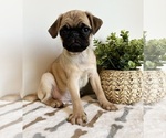 Small #1 Pug