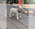 Small #2 French Bulldog