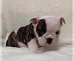 Small Photo #4 English Bulldog Puppy For Sale in CHARLESTON, SC, USA