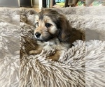Small Photo #2 Dachshund-Havanese Mix Puppy For Sale in RICHMOND HILL, GA, USA