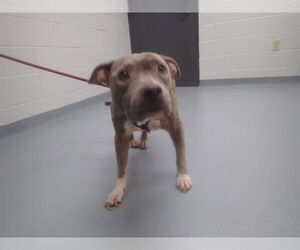 American Pit Bull Terrier-Unknown Mix Dogs for adoption in St. Cloud, FL, USA