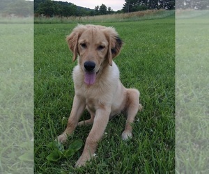 Golden Retriever Puppy for sale in FREDERICKSBURG, OH, USA