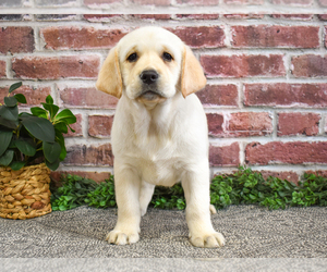 Labrador Retriever Puppy for sale in SYRACUSE, IN, USA