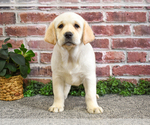 Small Labrador Retriever