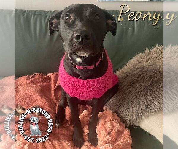 Medium Photo #2 Labrador Retriever-Staffordshire Bull Terrier Mix Puppy For Sale in Omaha, NE, USA