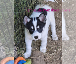 Pomsky Puppy for sale in SEQUIM, WA, USA