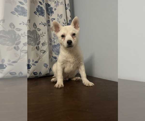 Medium Photo #12 Alaskan Klee Kai Puppy For Sale in DURHAM, CT, USA
