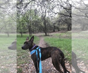 Boxer-Dutch Shepherd  Mix Dogs for adoption in San Antonio, TX, USA