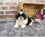 Small #4 Shih Tzu